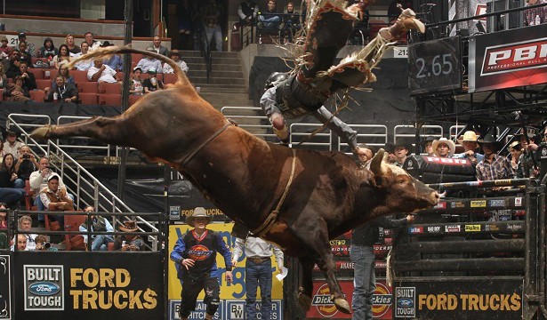 bull riding